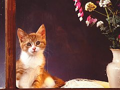 Come Home Soon, Domestic Short Hair, Mixed Breed
